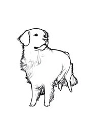 Line Art